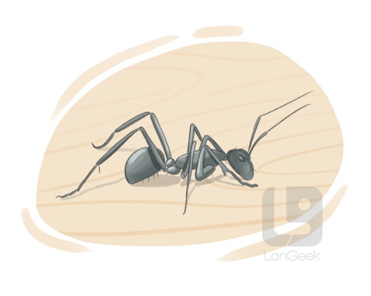 carpenter ant definition and meaning