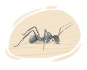 carpenter ant