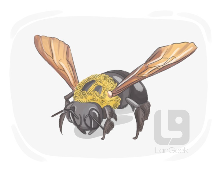 Definition & Meaning of "Carpenter bee" LanGeek