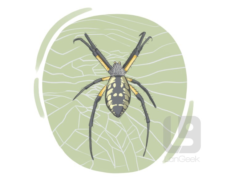 Definition & Meaning of "Black and gold garden spider" LanGeek