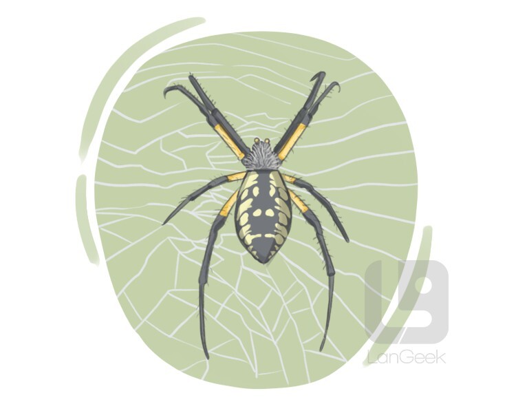 garden spider definition and meaning