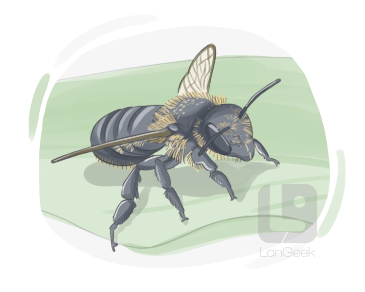 leaf-cutting bee definition and meaning
