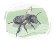 leaf-cutter bee