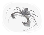 whip scorpion