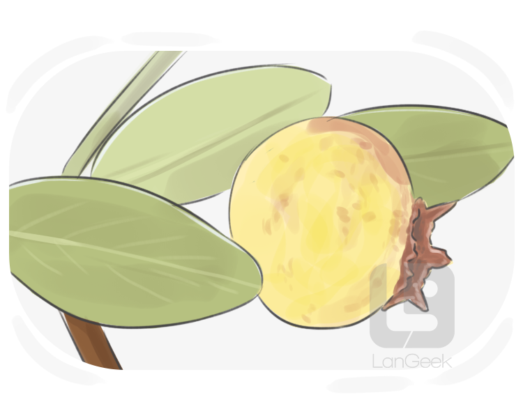 almond-leaved pear definition and meaning