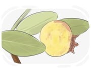 almond-leaved pear