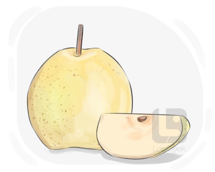 Definition & Meaning of "Asian pear" LanGeek