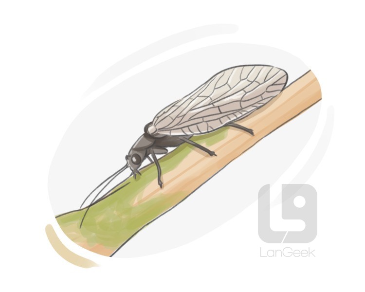 alderfly definition and meaning