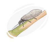 alderfly
