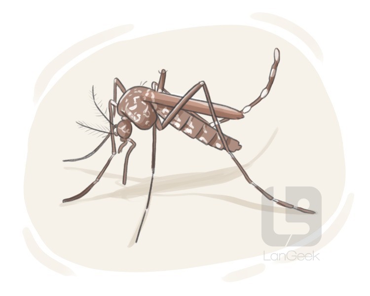 Asian tiger mosquito definition and meaning