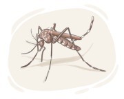 Asian tiger mosquito