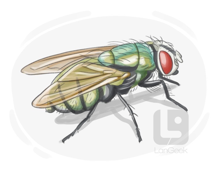 blowfly definition and meaning