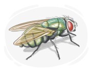 green bottle fly