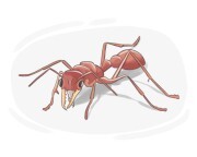 bulldog ant