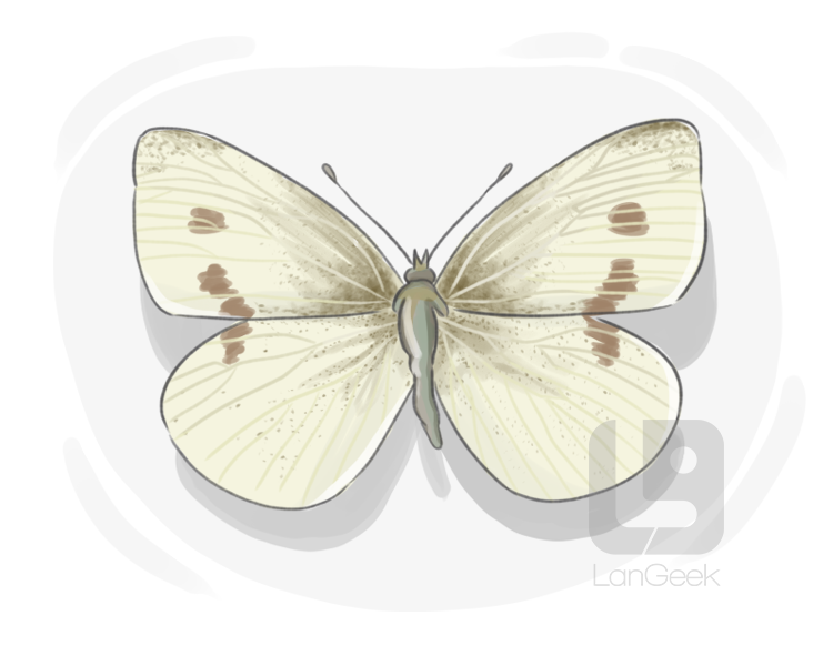 cabbage butterfly definition and meaning