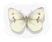 cabbage butterfly