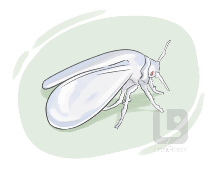 greenhouse whitefly definition and meaning