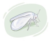 citrus whitefly