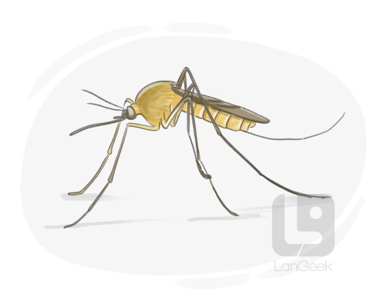 common mosquito definition and meaning