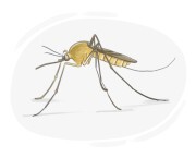 common mosquito