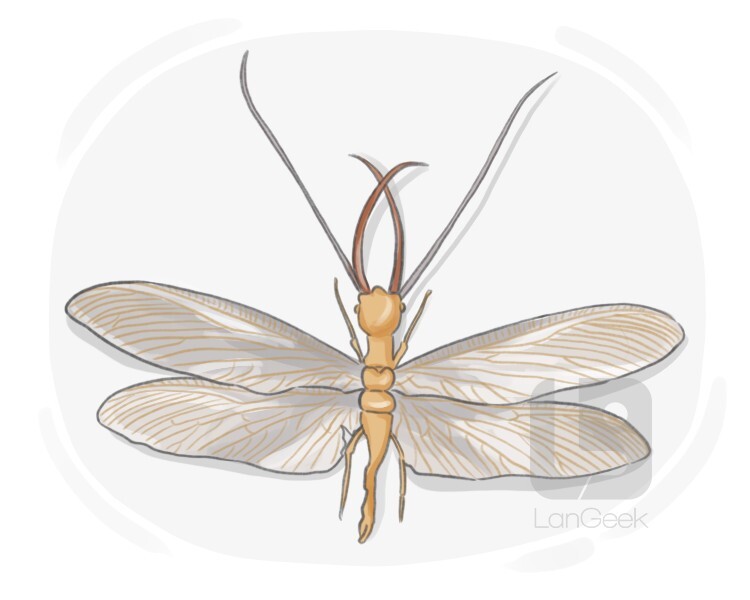 Definition & Meaning of "Dobson fly" LanGeek