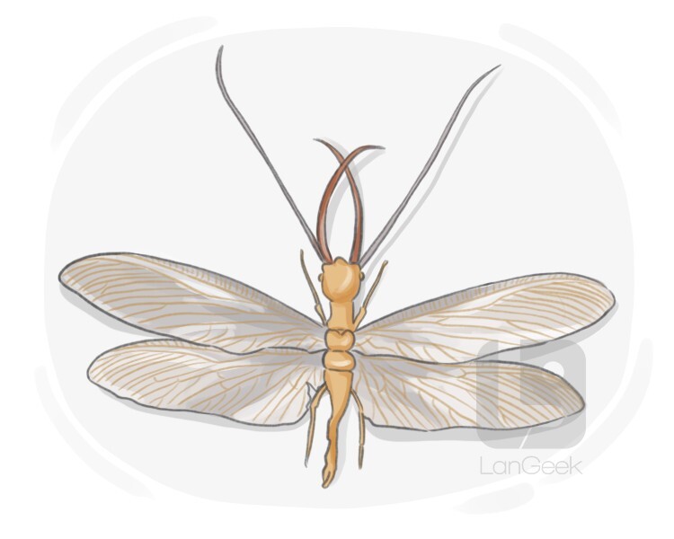 dobsonfly definition and meaning