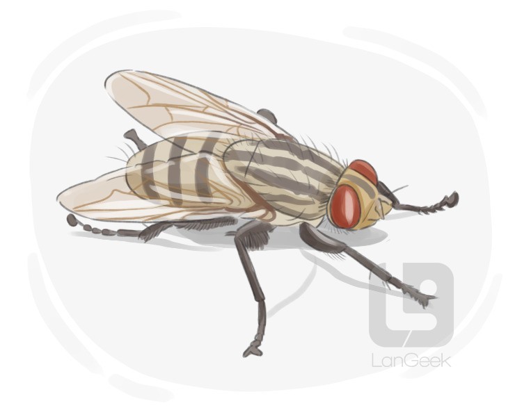 flesh fly definition and meaning