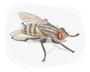 flesh fly