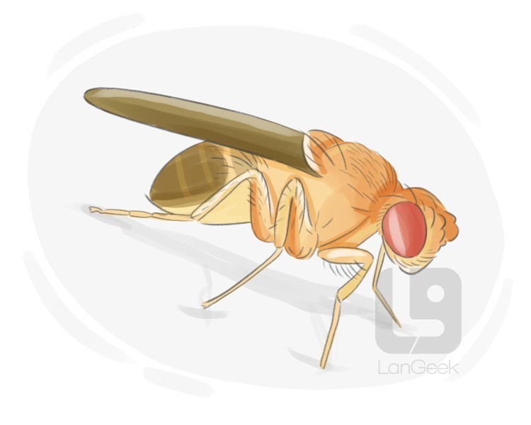 fruit fly definition and meaning