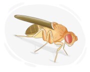 fruit fly