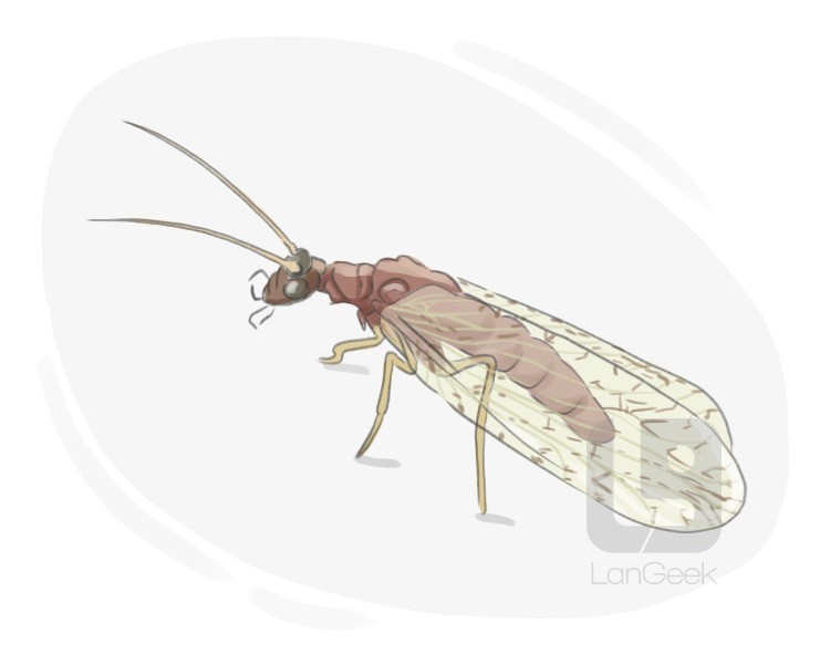 brown lacewing definition and meaning