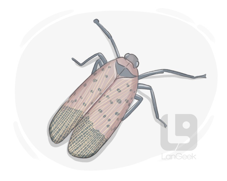 lantern fly definition and meaning