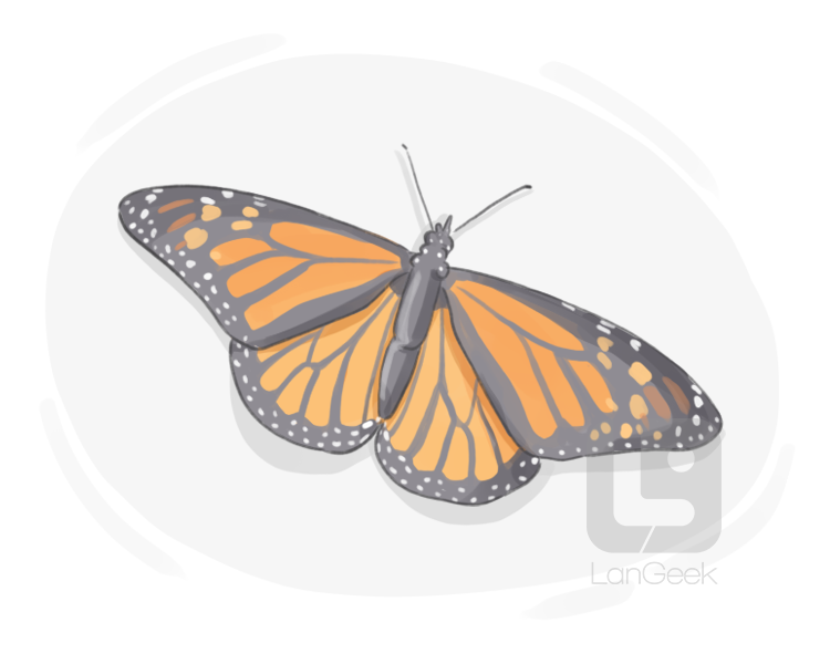 milkweed butterfly definition and meaning