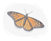 milkweed butterfly