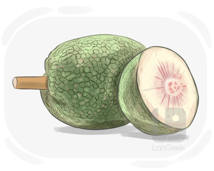 Definition & Meaning of "Breadfruit" LanGeek