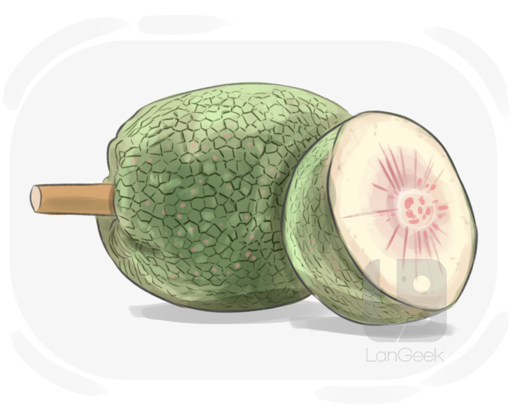 breadfruit definition and meaning
