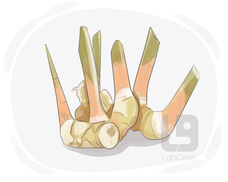 galangal definition and meaning