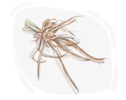 skirret