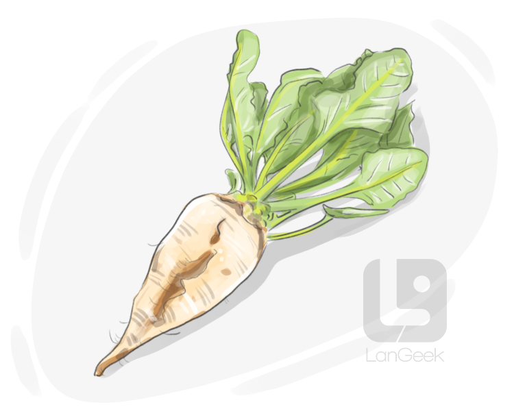 sugar beet definition and meaning