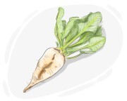 sugar beet