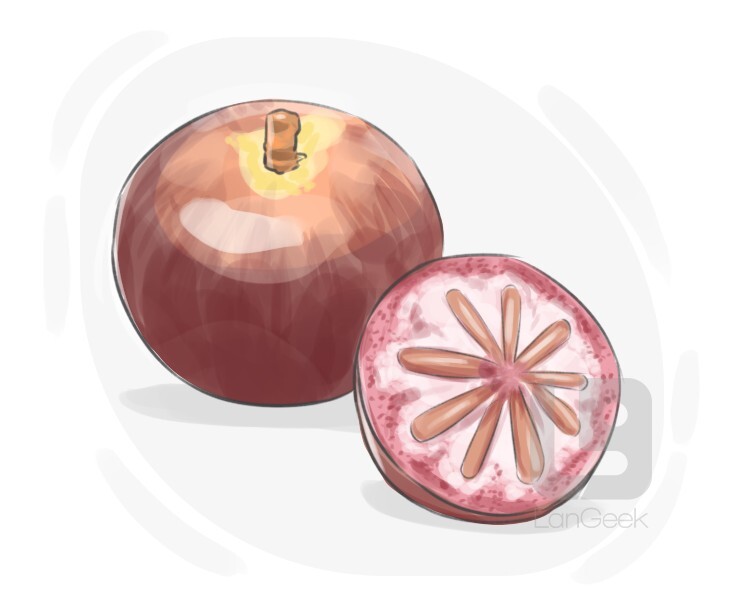 star apple definition and meaning