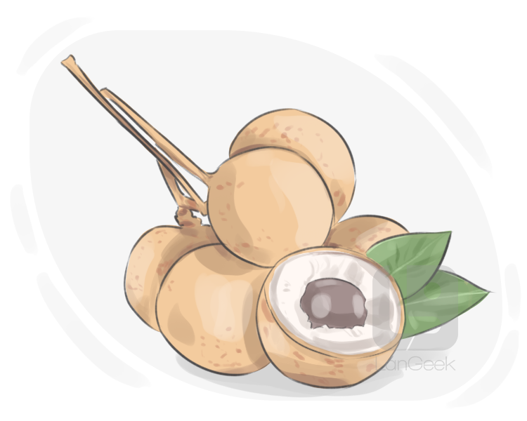 dimocarpus longan definition and meaning