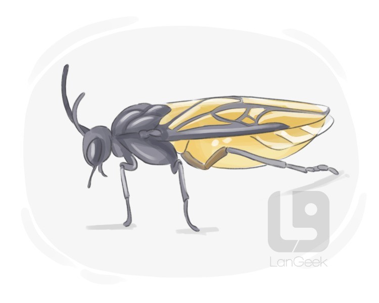 sawfly definition and meaning