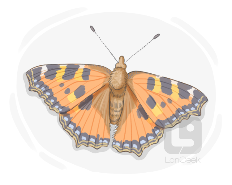 tortoiseshell butterfly definition and meaning