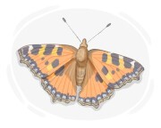 tortoiseshell butterfly