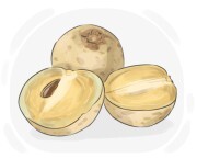 sapodilla