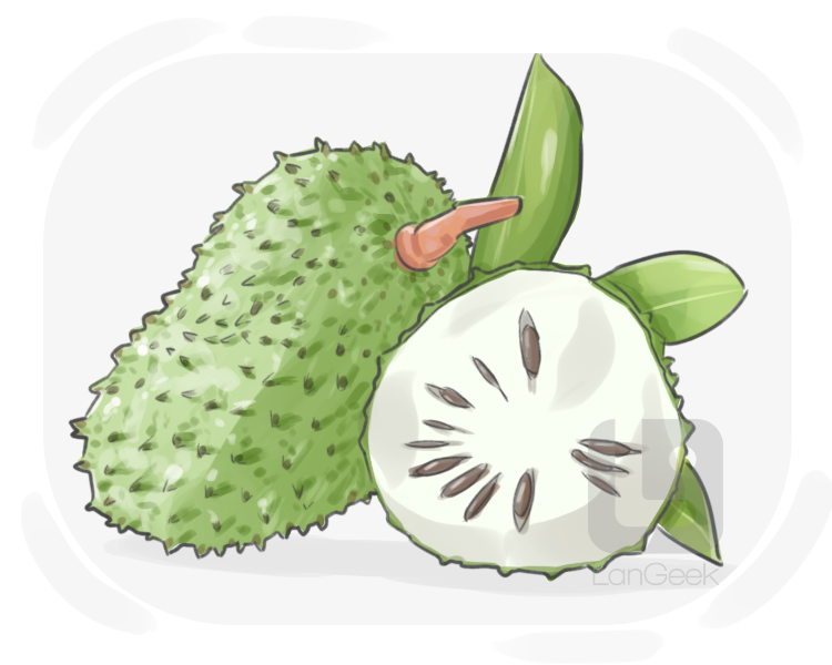 soursop definition and meaning