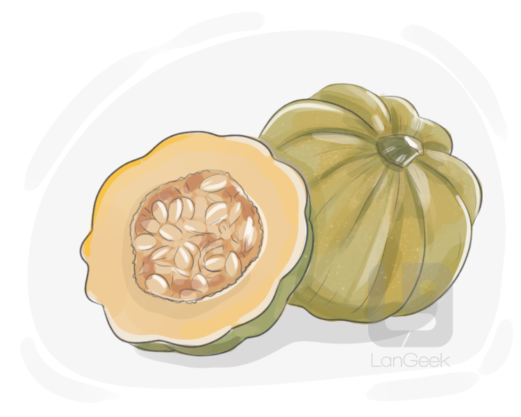 acorn squash definition and meaning