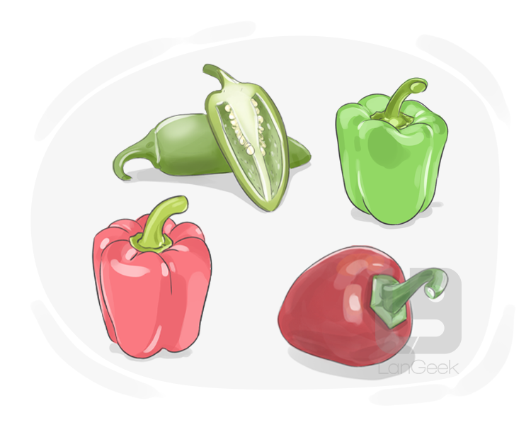 capsicum pepper plant definition and meaning