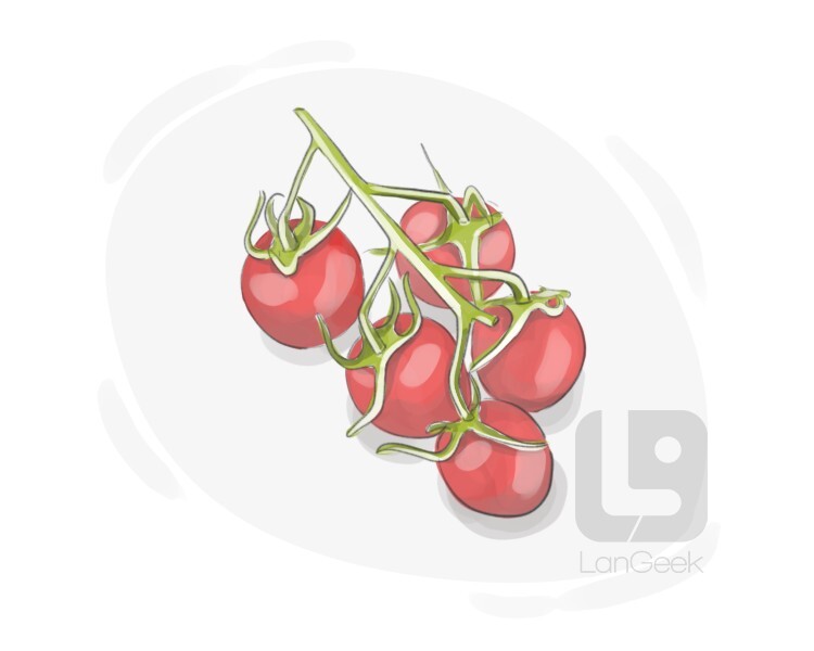 Definition & Meaning of "Cherry tomato" LanGeek